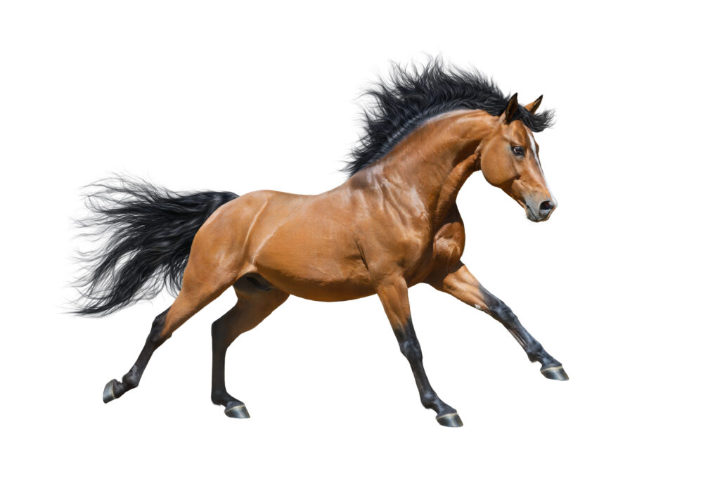 Chestnut Stallion Horse
