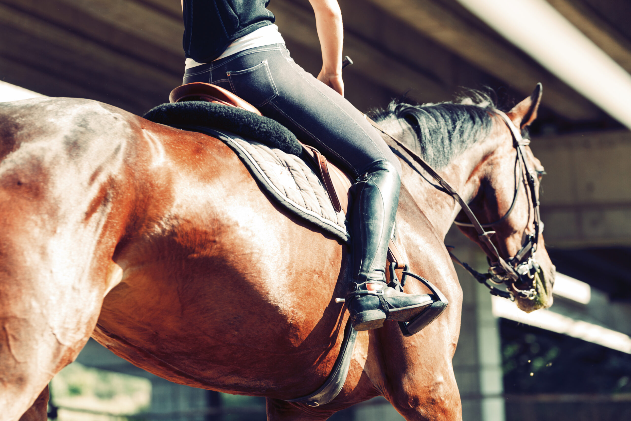How Much Does Horse Tack Cost?