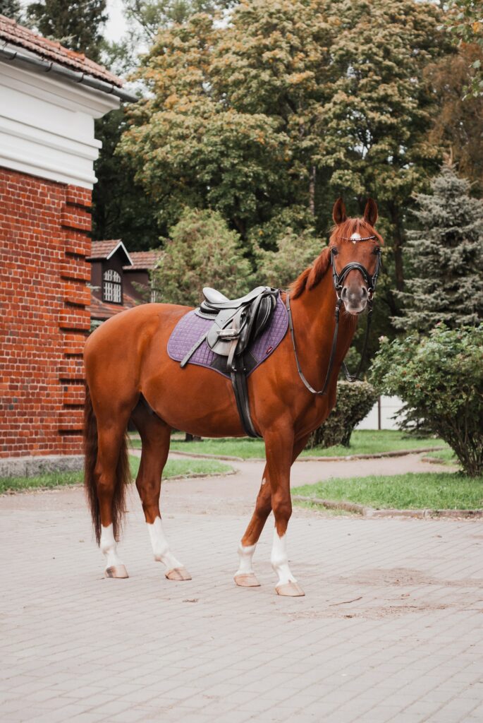 Setting A Budget On Horse Tack